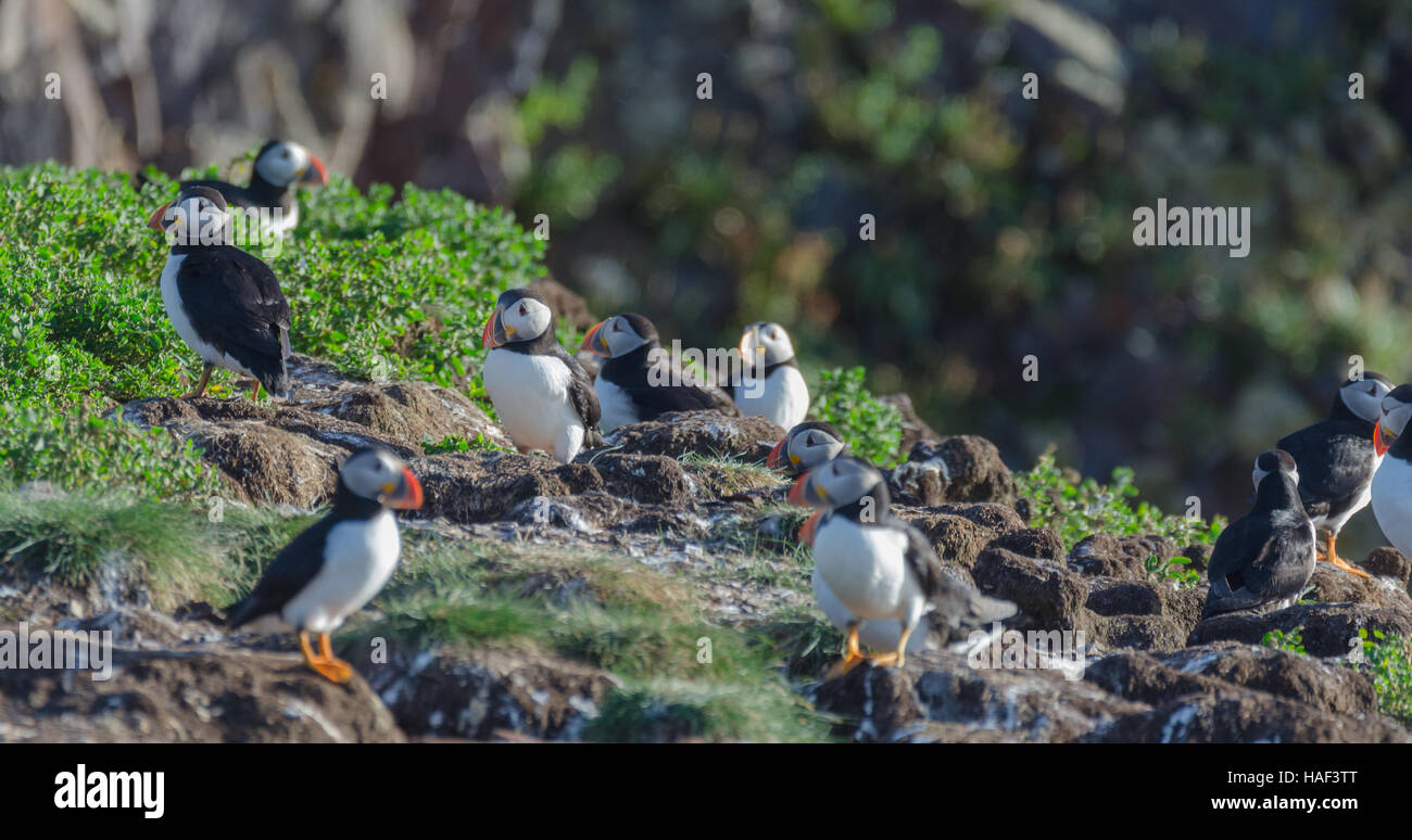 Atlantic puffins (Fratercula arctica) on bird island in Elliston, Newfoundland.  Mating and making nests and new puffins. Stock Photo