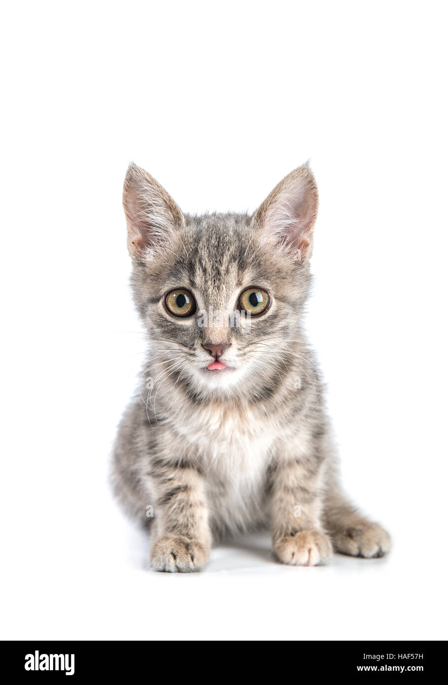 Little gray kitten isolated on white background. Stock Photo