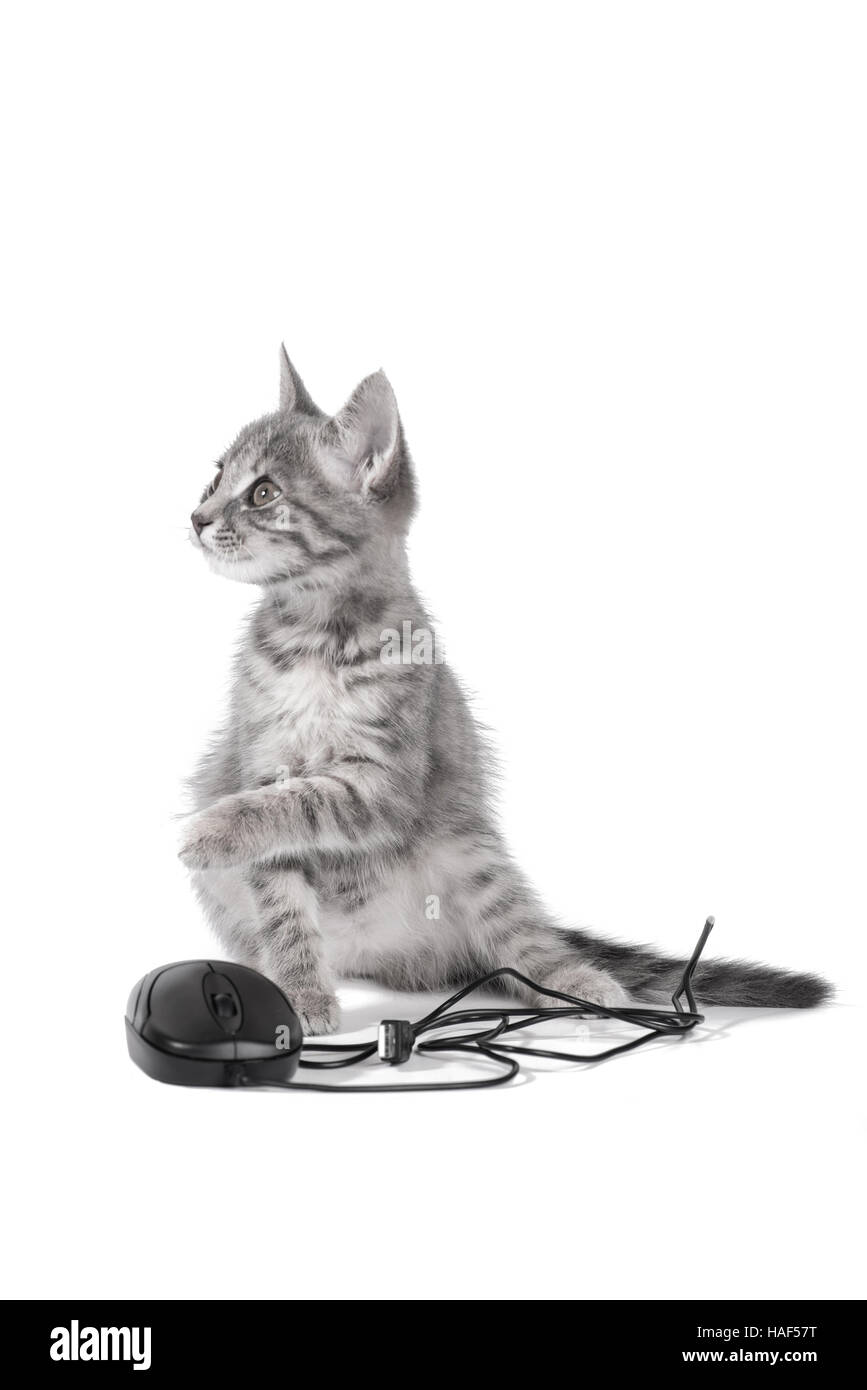 kitten playing with computer mouse isolated on white background Stock ...