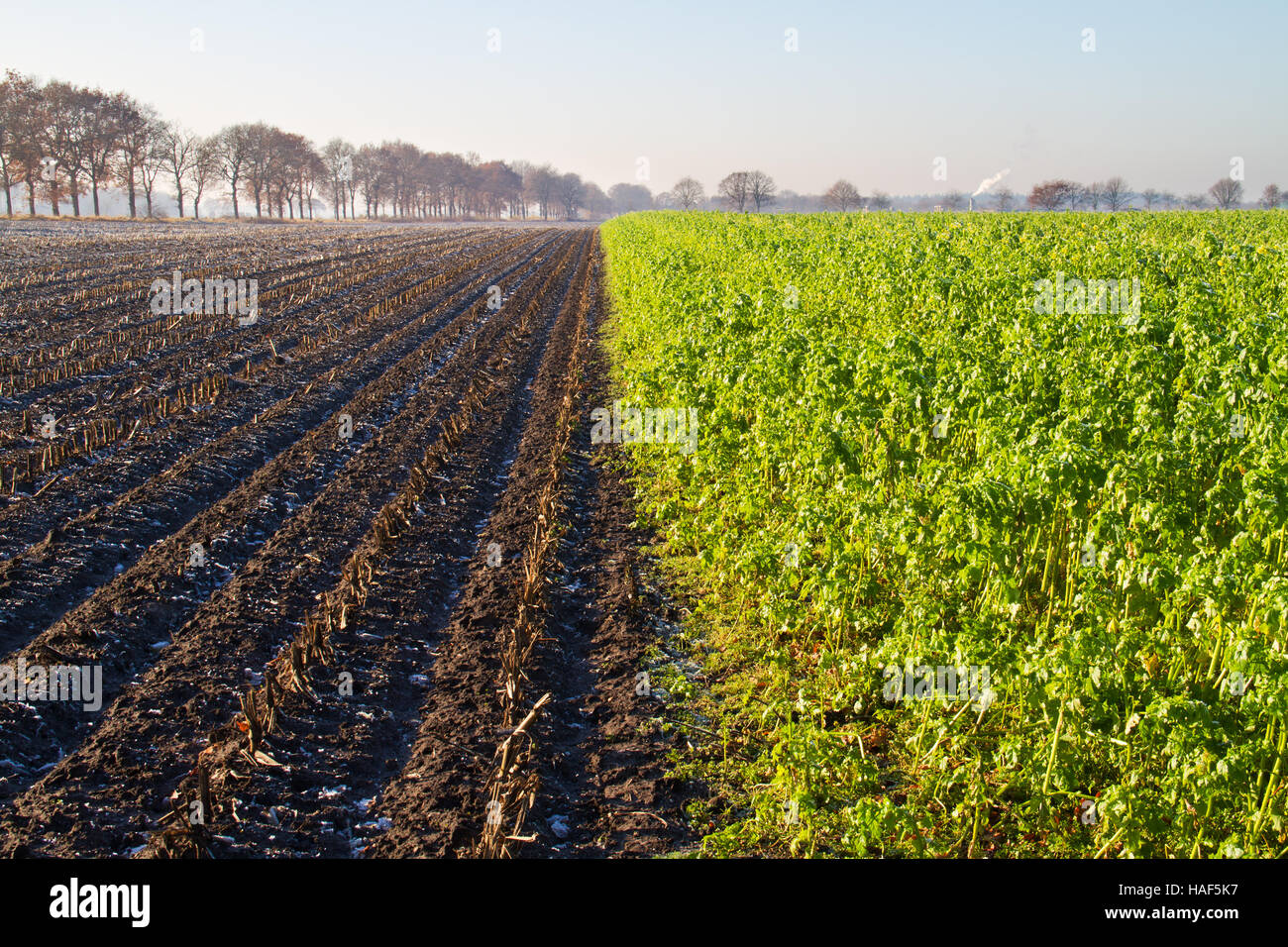 Field with White mustard, grown as green manure Stock Photo