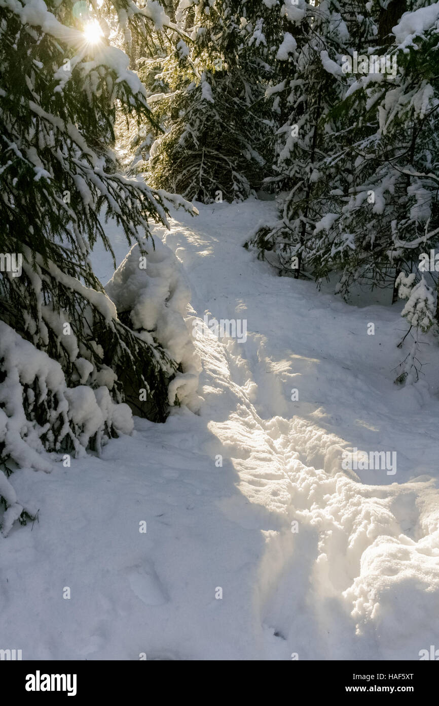 Footpath in snowdrift,  lit by the setting evening sun in the winter forest. Stock Photo