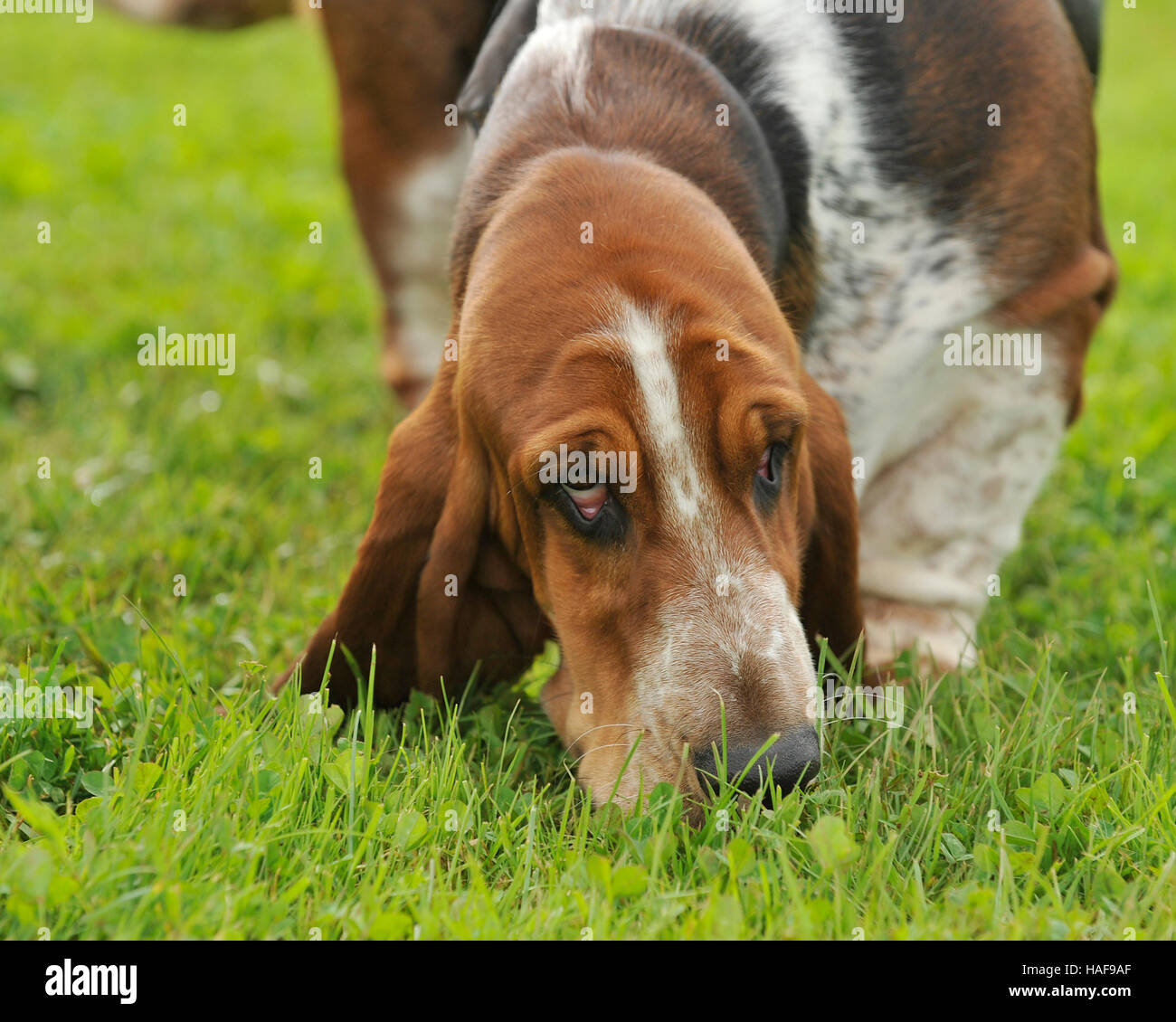 basset hound hunting Stock Photo Alamy