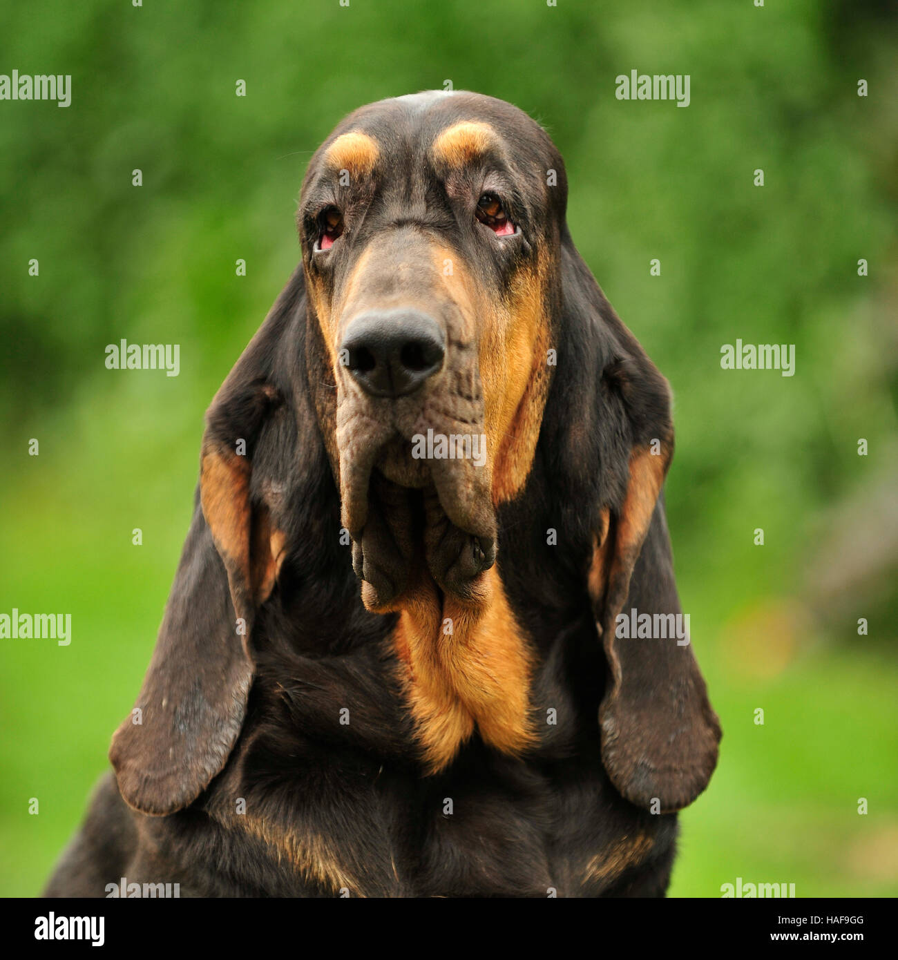 black and tan bloodhound