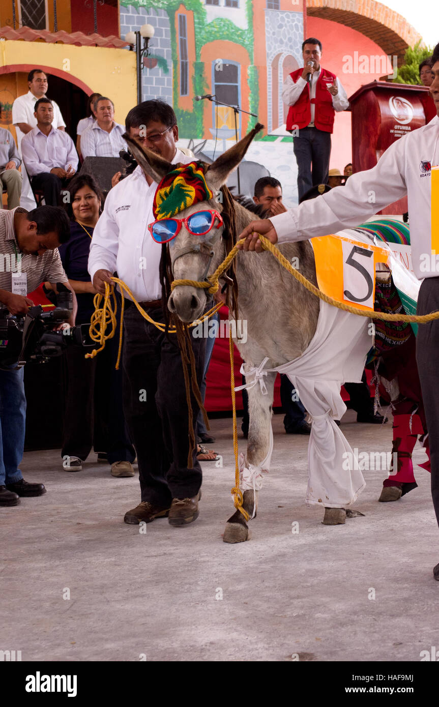 Dressed donkey contest during the Donkey Fair (Feria del burro) in Otumba, Mexico Stock Photo