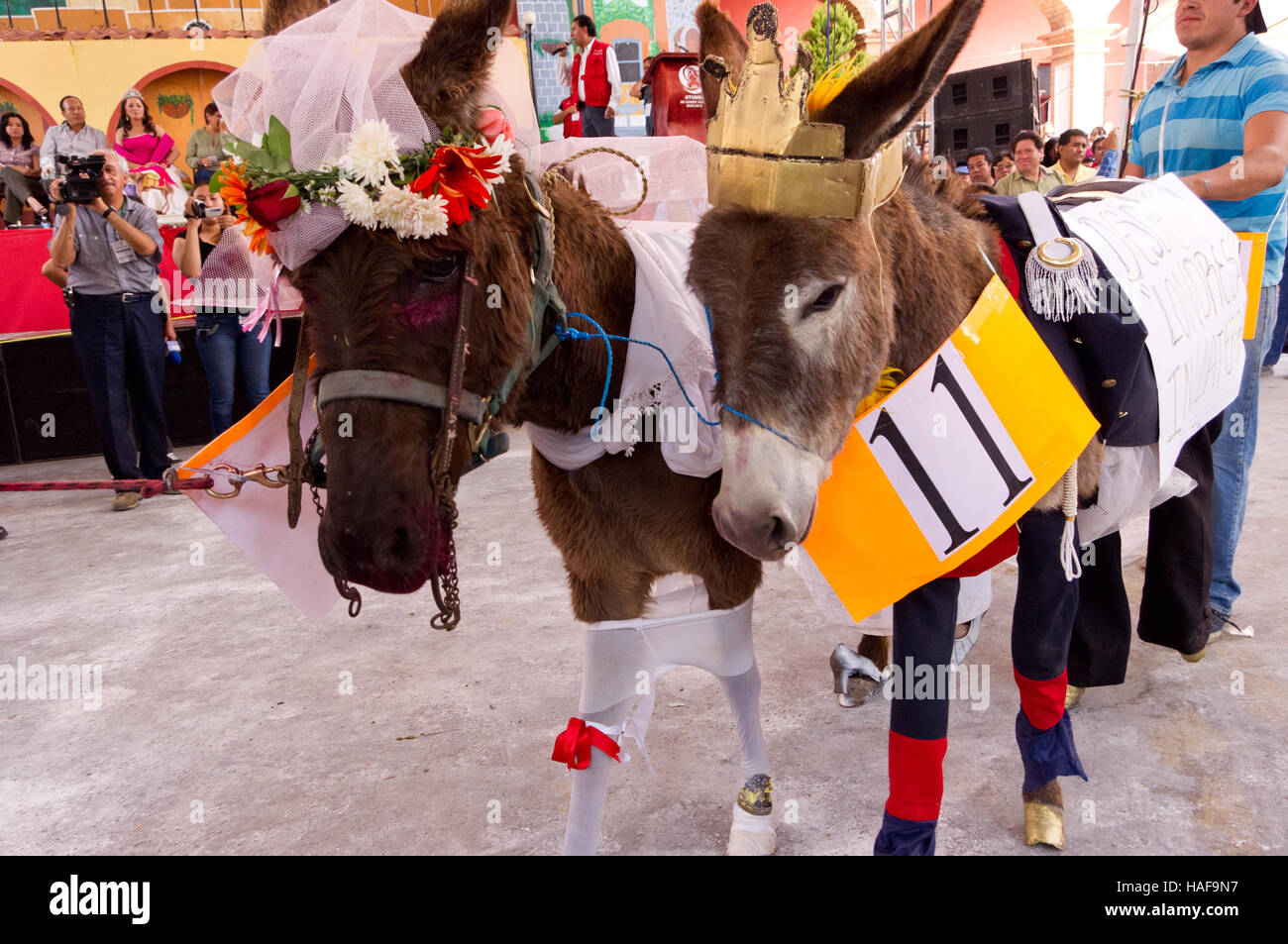 Donkeys disguised as Prince William and Kate Middleton during the Donkey Fair (Feria del burro) in Otumba, Mexico Stock Photo