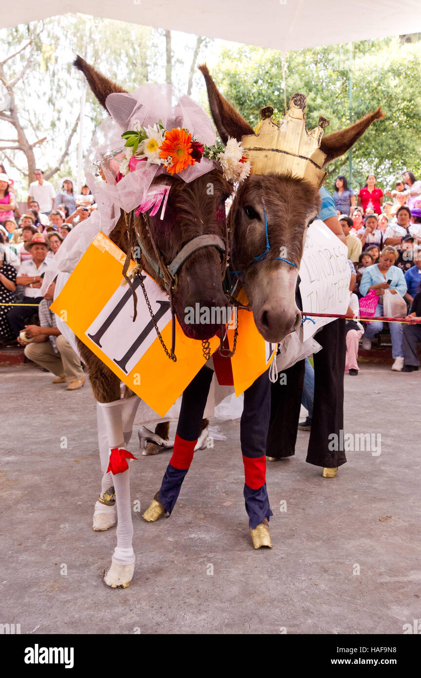 Donkeys disguised as Prince William and Kate Middleton during the Donkey Fair (Feria del burro) in Otumba, Mexico Stock Photo