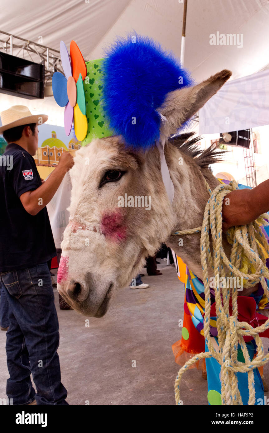 Dressed donkey contest during the Donkey Fair (Feria del burro) in Otumba, Mexico Stock Photo