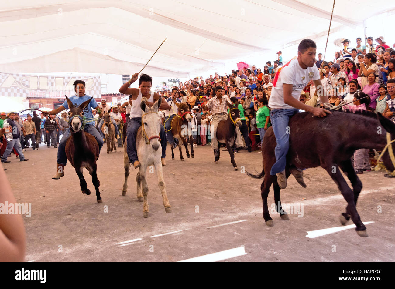 Traditional donkey race during the Donkey fair (Feria del burro) in Otumba, Mexico Stock Photo