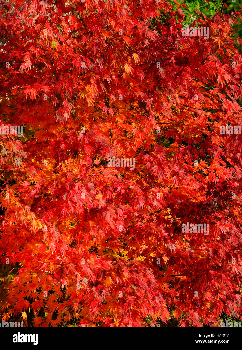 red acer tree Stock Photo Alamy