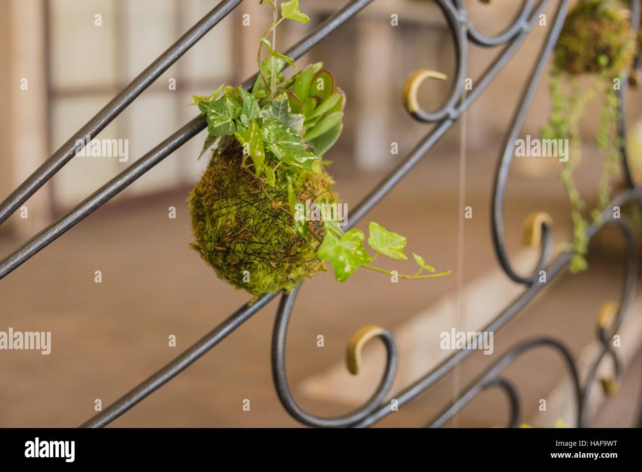 Decorative green shrub in form of ball Stock Photo