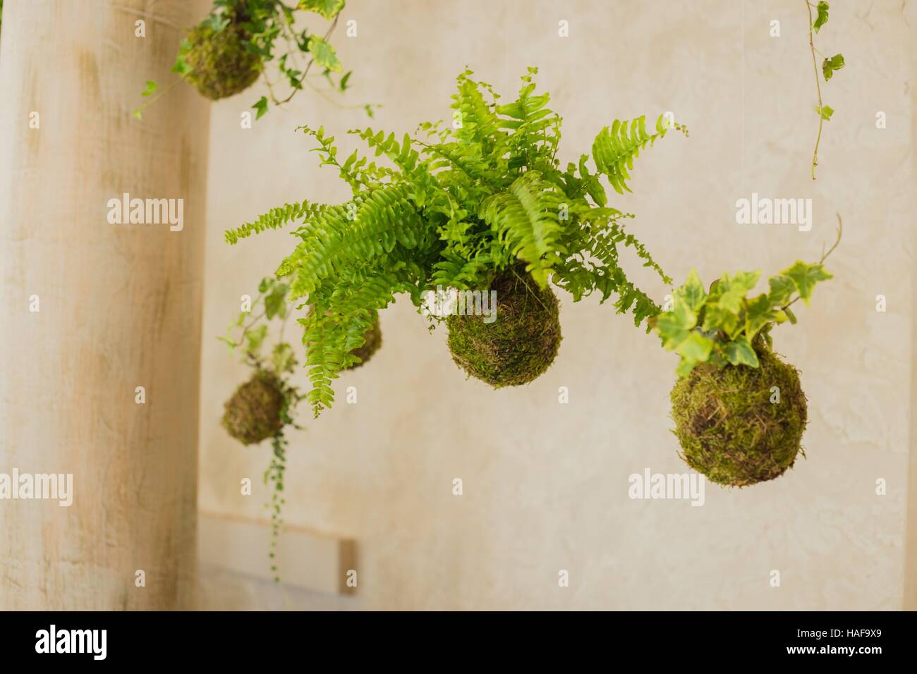 Decorative green shrub in form of ball Stock Photo