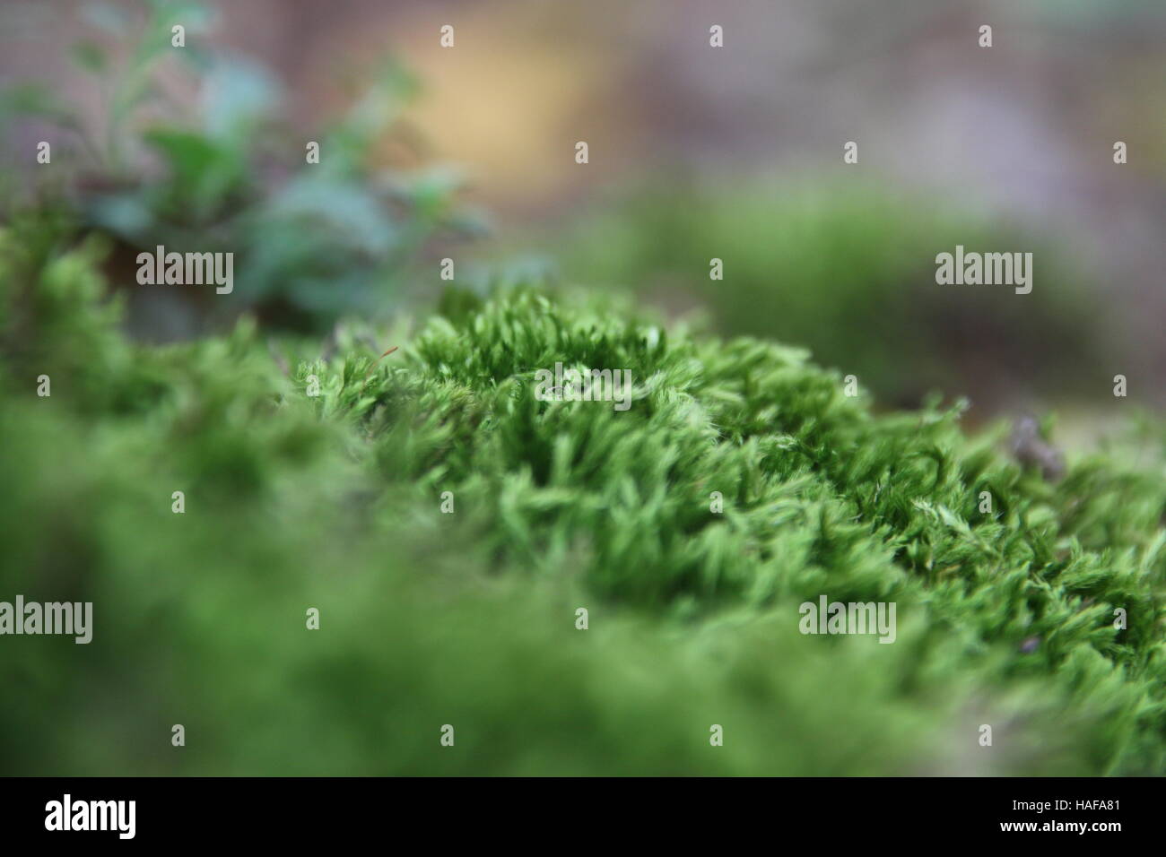 Green forest moss Stock Photo
