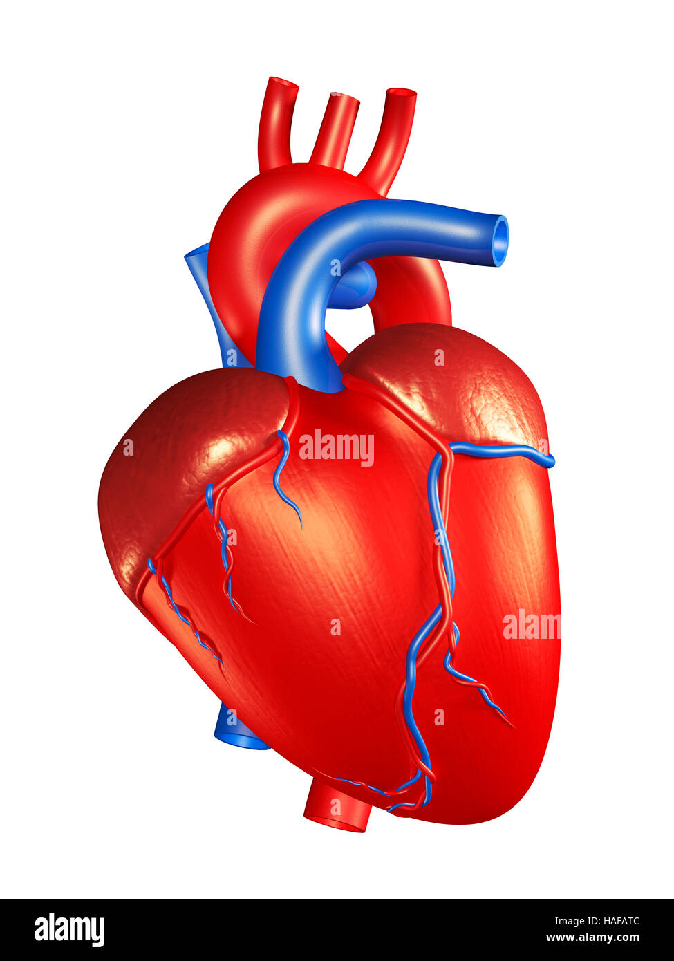 Human Heart 3D Illustration isolated on white background Stock Photo
