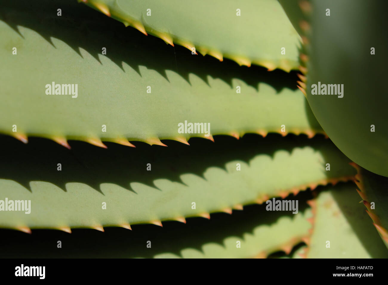 Aloe cactus closeup  - beautiful  natural pattern Stock Photo