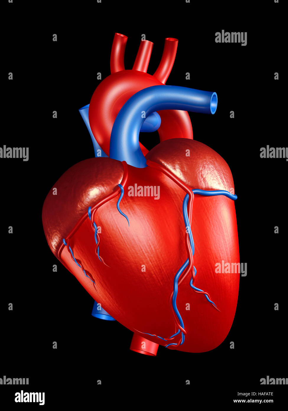 Human Heart 3D Illustration isolated on black background Stock Photo