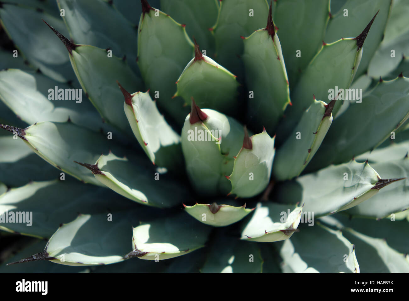 Agave cactus macro plant closeup , natural pattern Stock Photo Alamy
