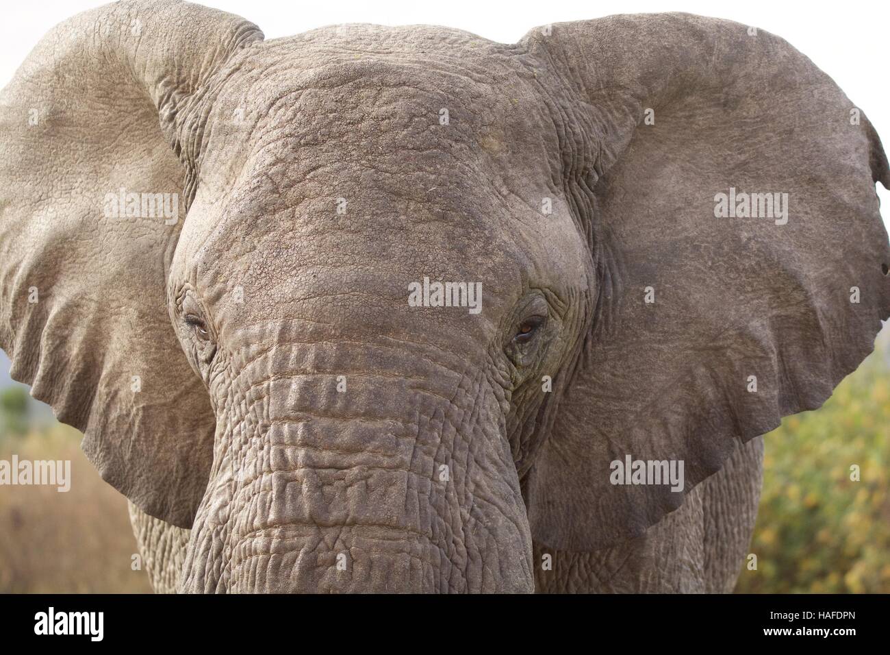 Elephant close hi-res stock photography and images - Alamy