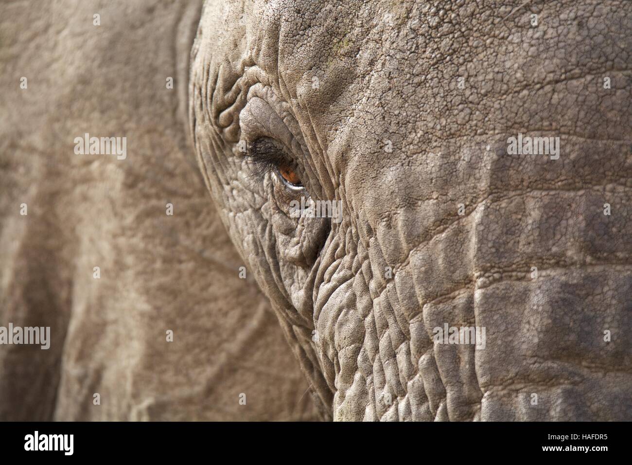 Elephant Eye Close up Stock Photo Alamy
