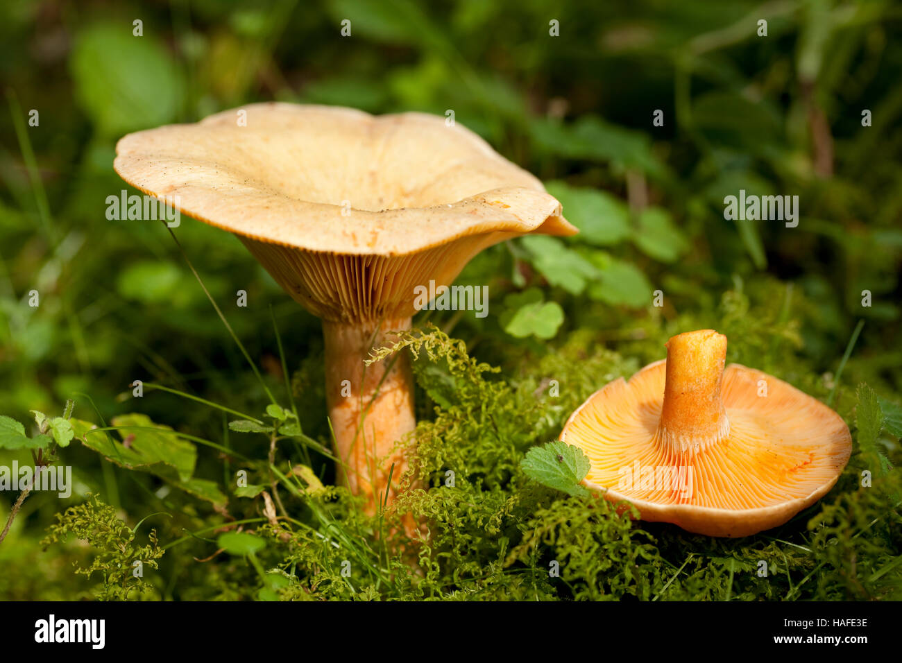 edible orange mushrooms (Lactarius deterrimus) in forest Stock Photo
