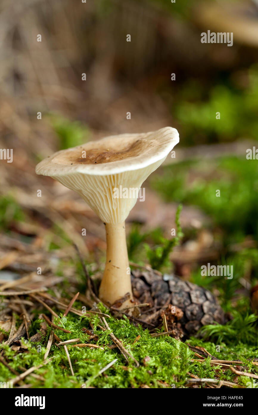 little edible (Clitocybe clavipes)  in forest Stock Photo