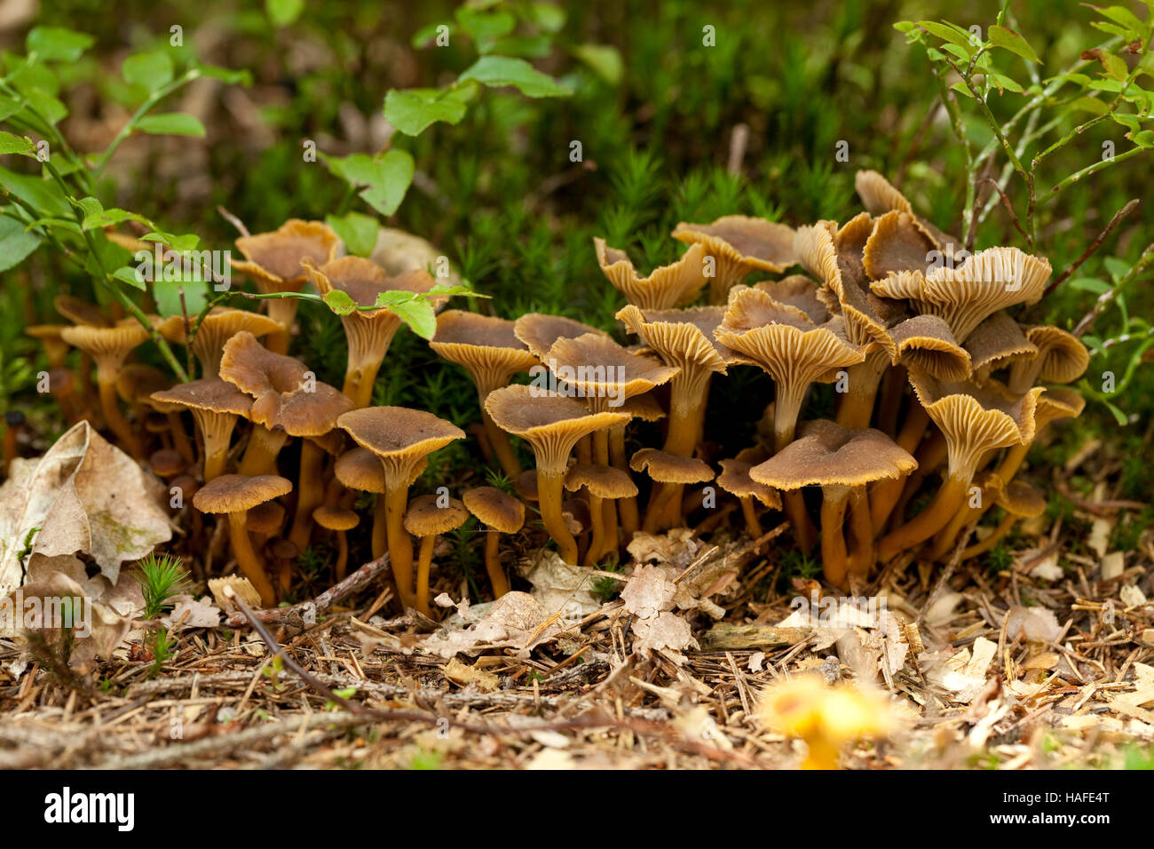 large group mushrooms (Craterellus tubaeformis) in natural environment Stock Photo