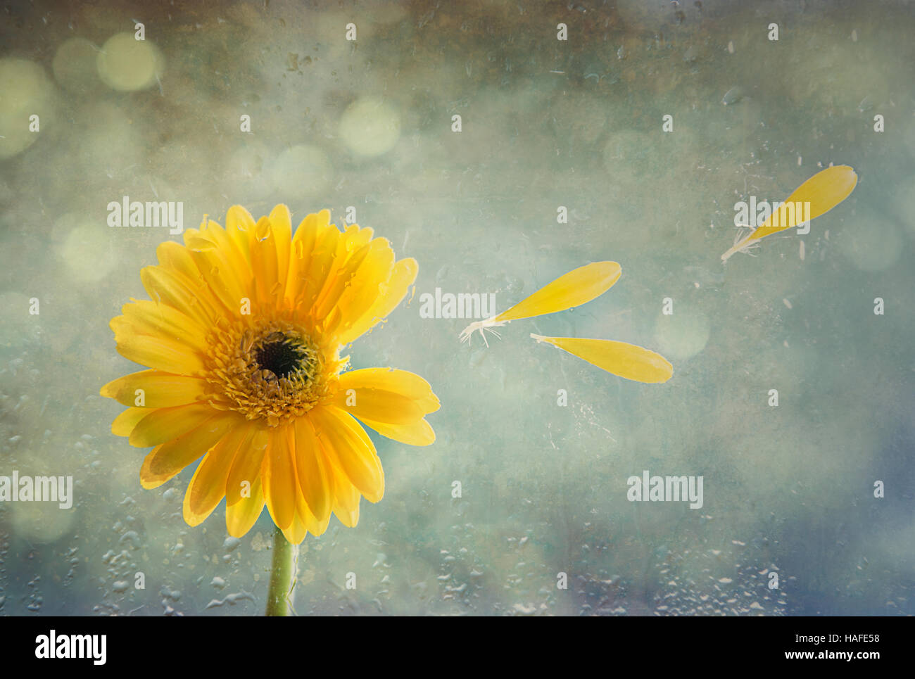 Gerbera flower with textured background and raindrops Stock Photo