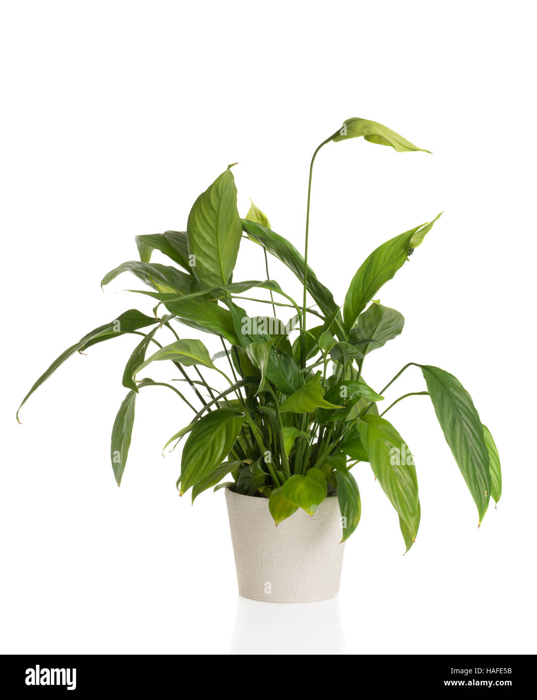 High resolution image of an African Peace Lily on a white background Stock Photo