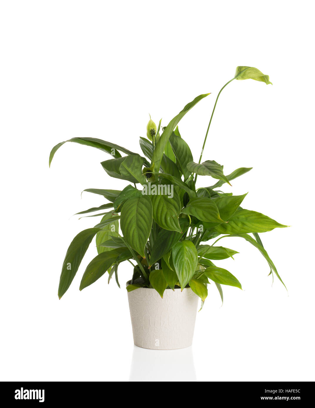 High resolution image of an African Peace Lily on a white background Stock Photo