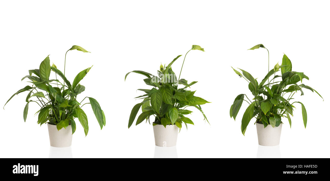 African Peace Lilies from three different angles in white plant pots Stock Photo