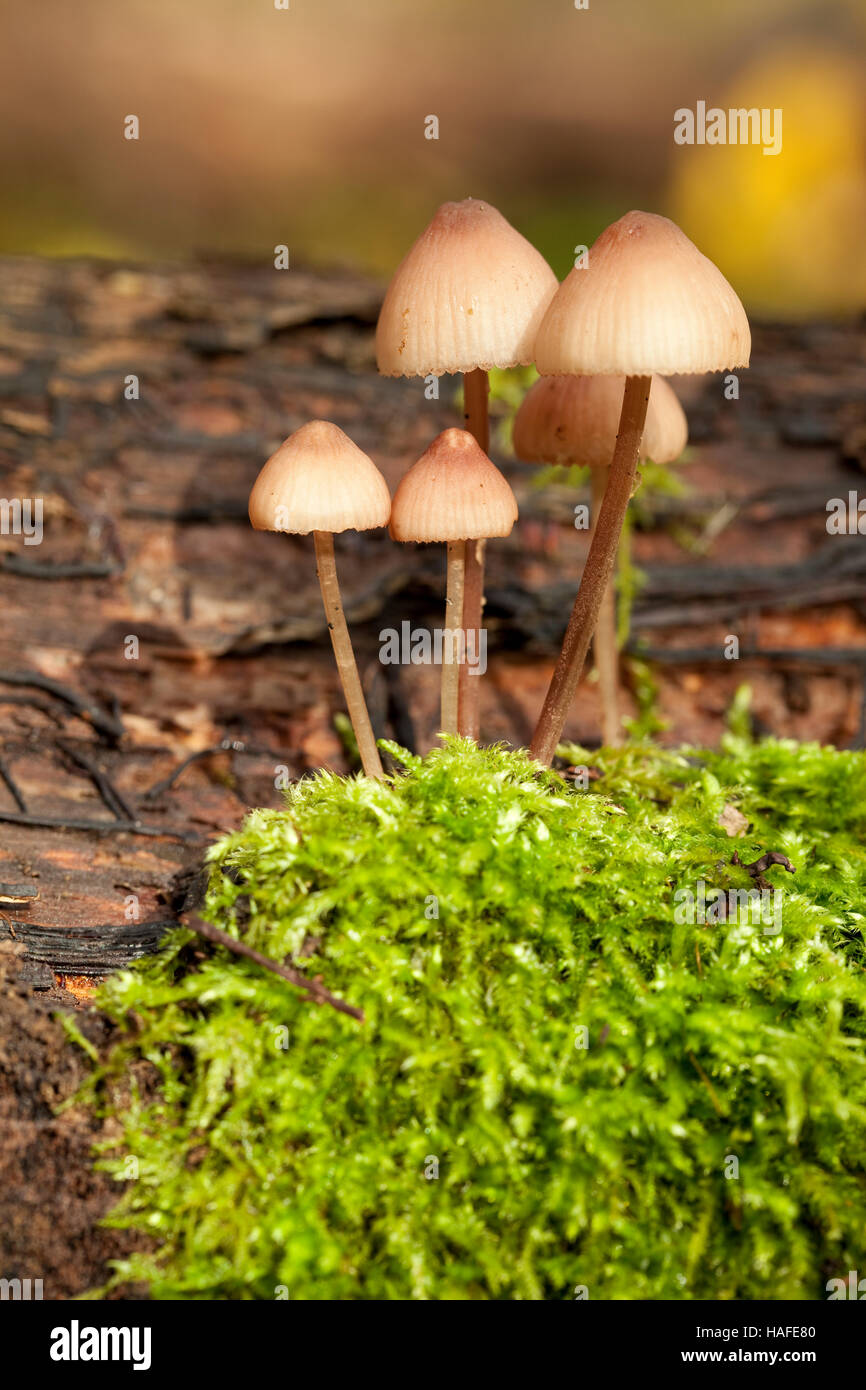 little mushrooms group (Psilocybe pelliculosa) on trunk Stock Photo
