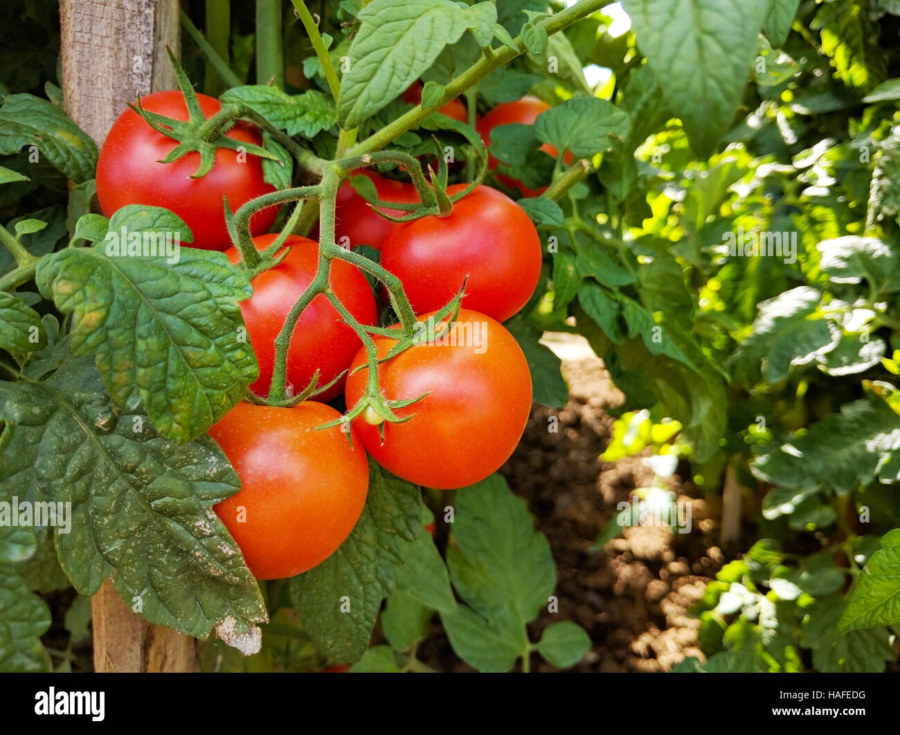 Tomato cluster and crops with stake in vegetable garden Stock Photo