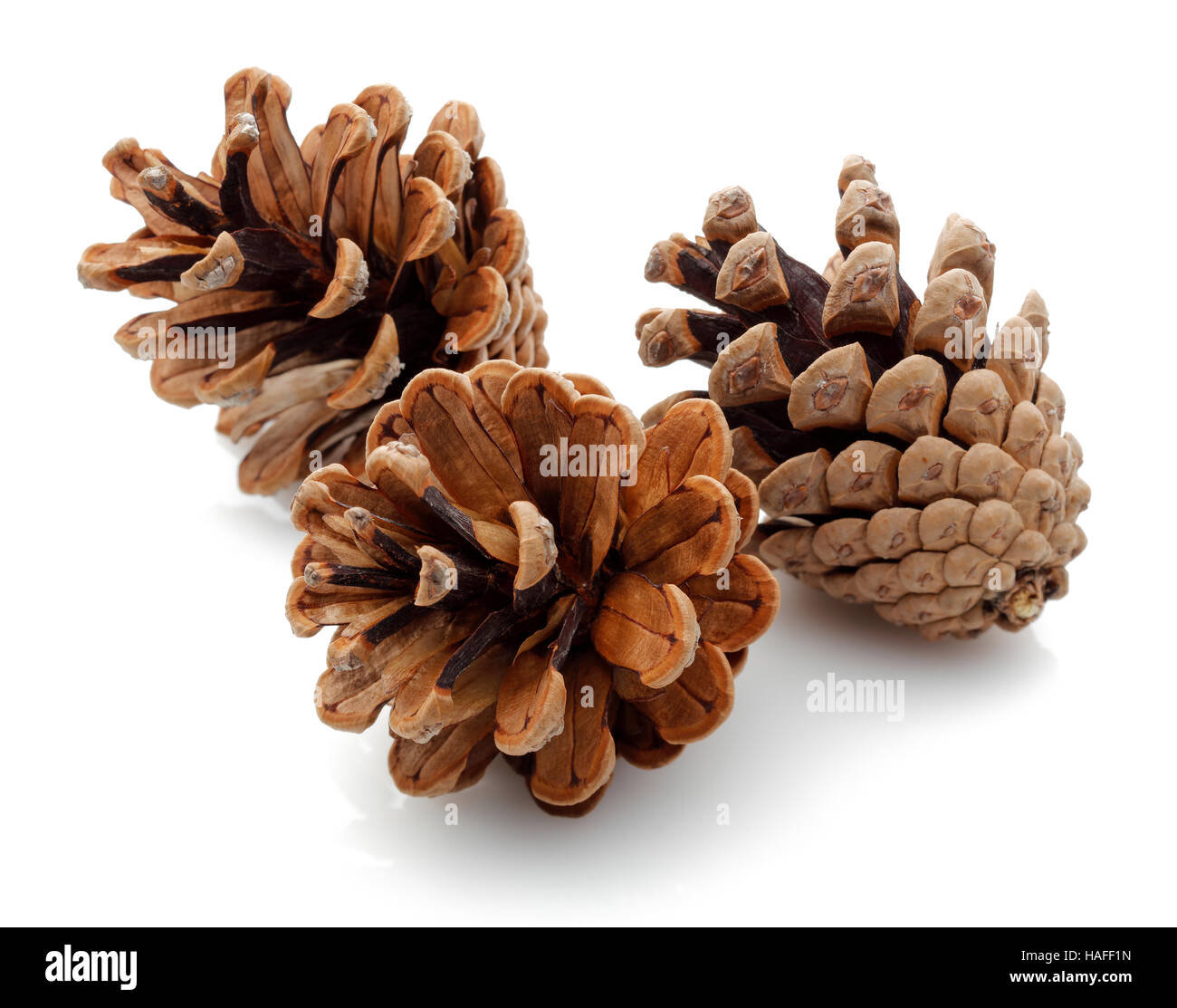 Pine cones isolated on white background. Stock Photo