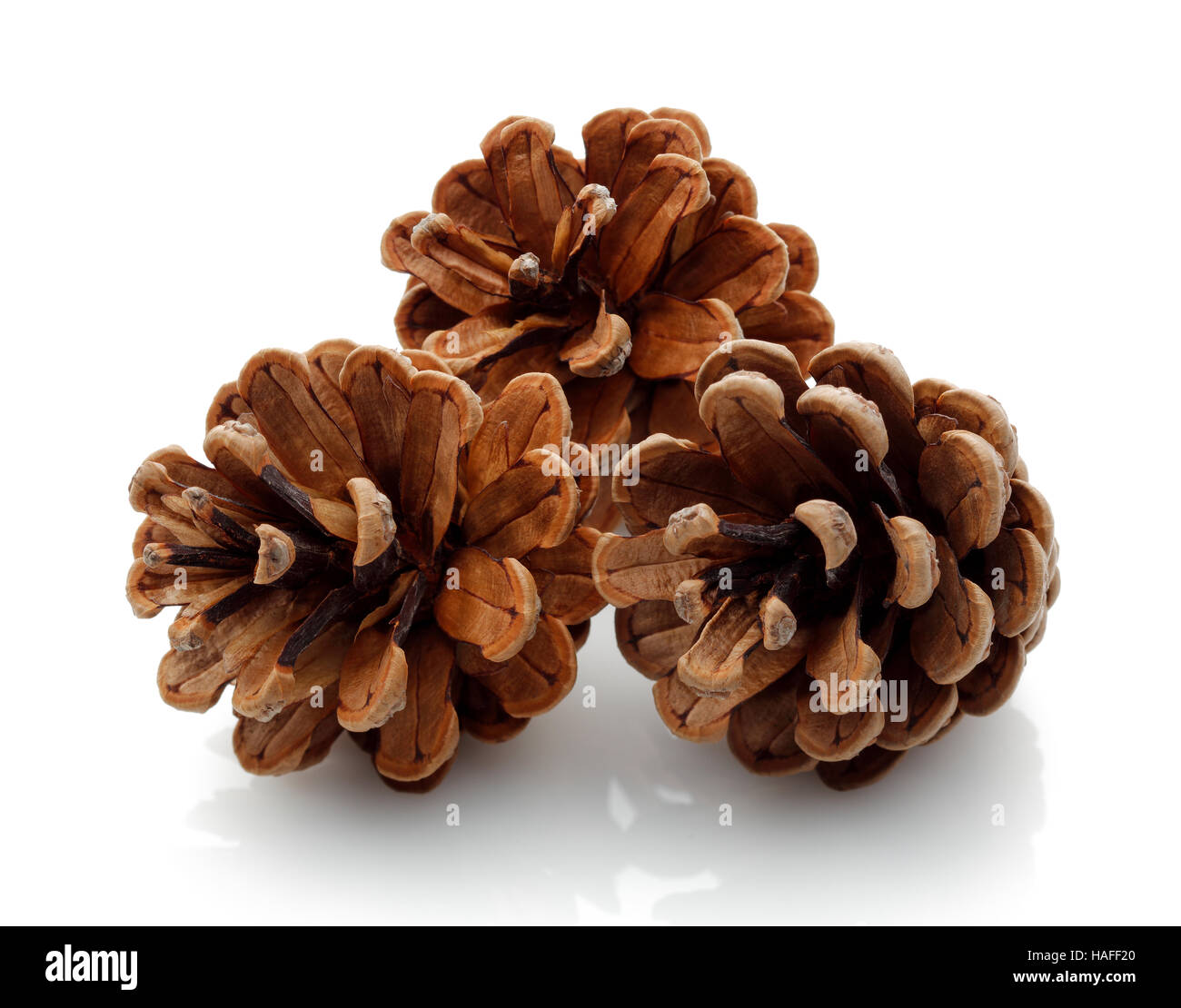 Pine cones isolated on white background Stock Photo - Alamy