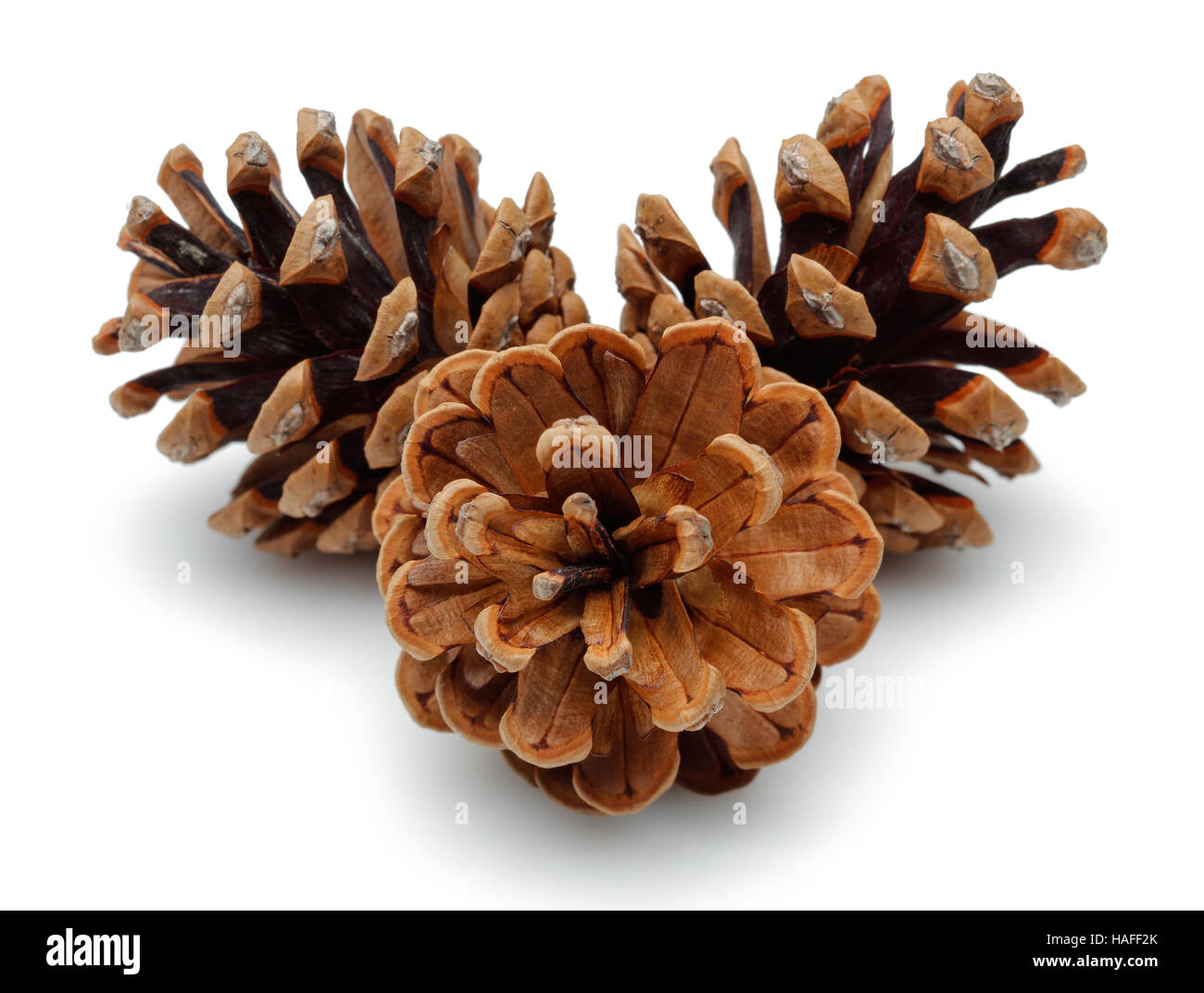 Pine cones isolated on white background. Stock Photo