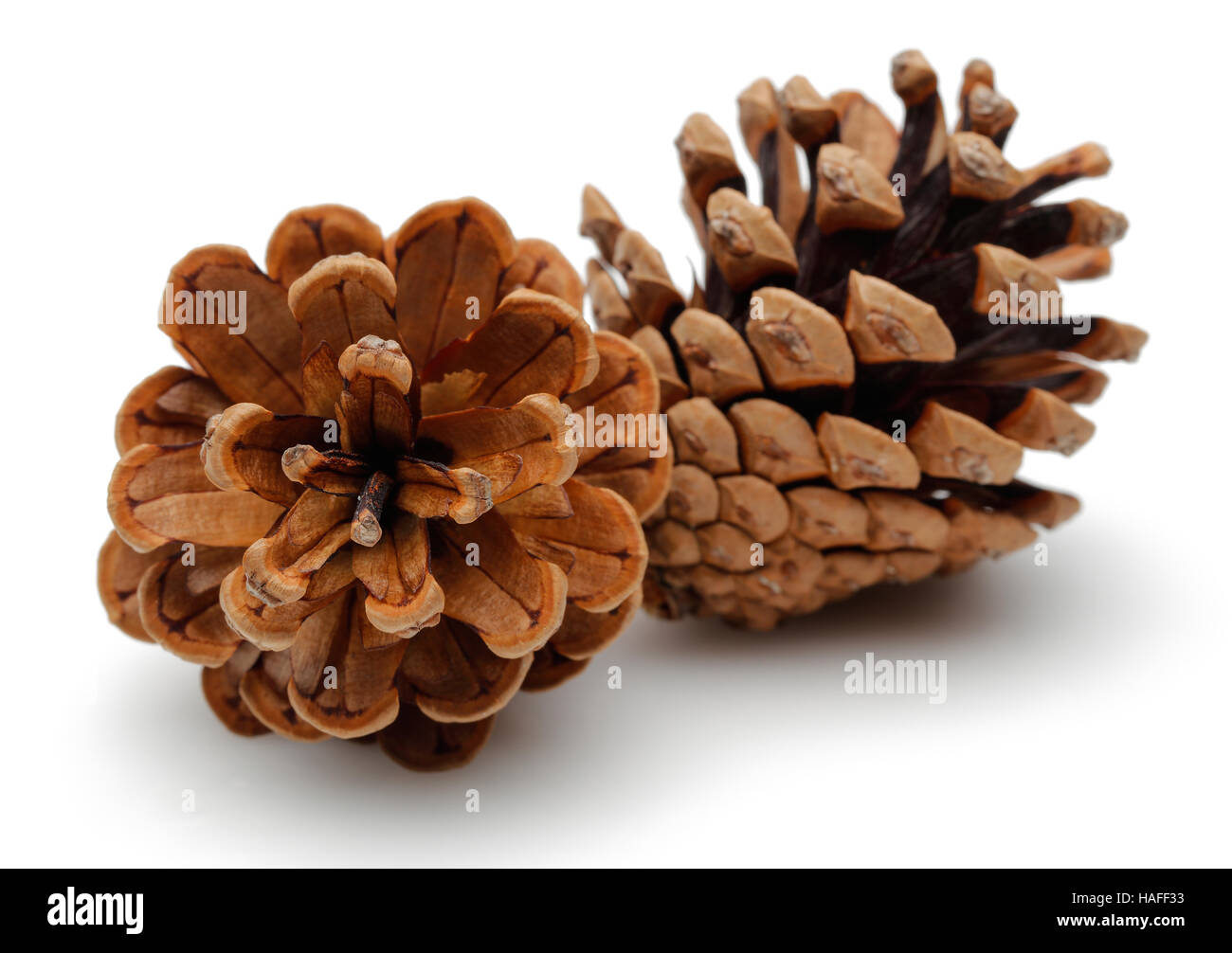 Pine cones isolated on white background Stock Photo - Alamy