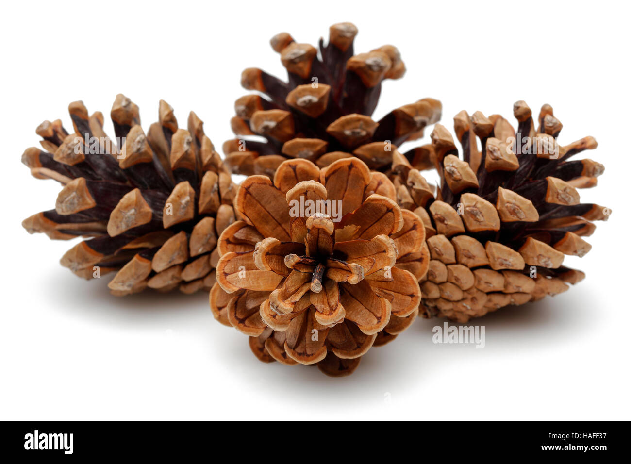 Pine cones isolated on white background Stock Photo - Alamy