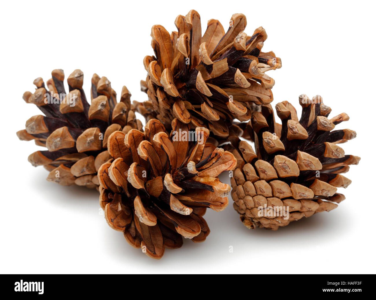 Pine cones isolated on white background Stock Photo - Alamy
