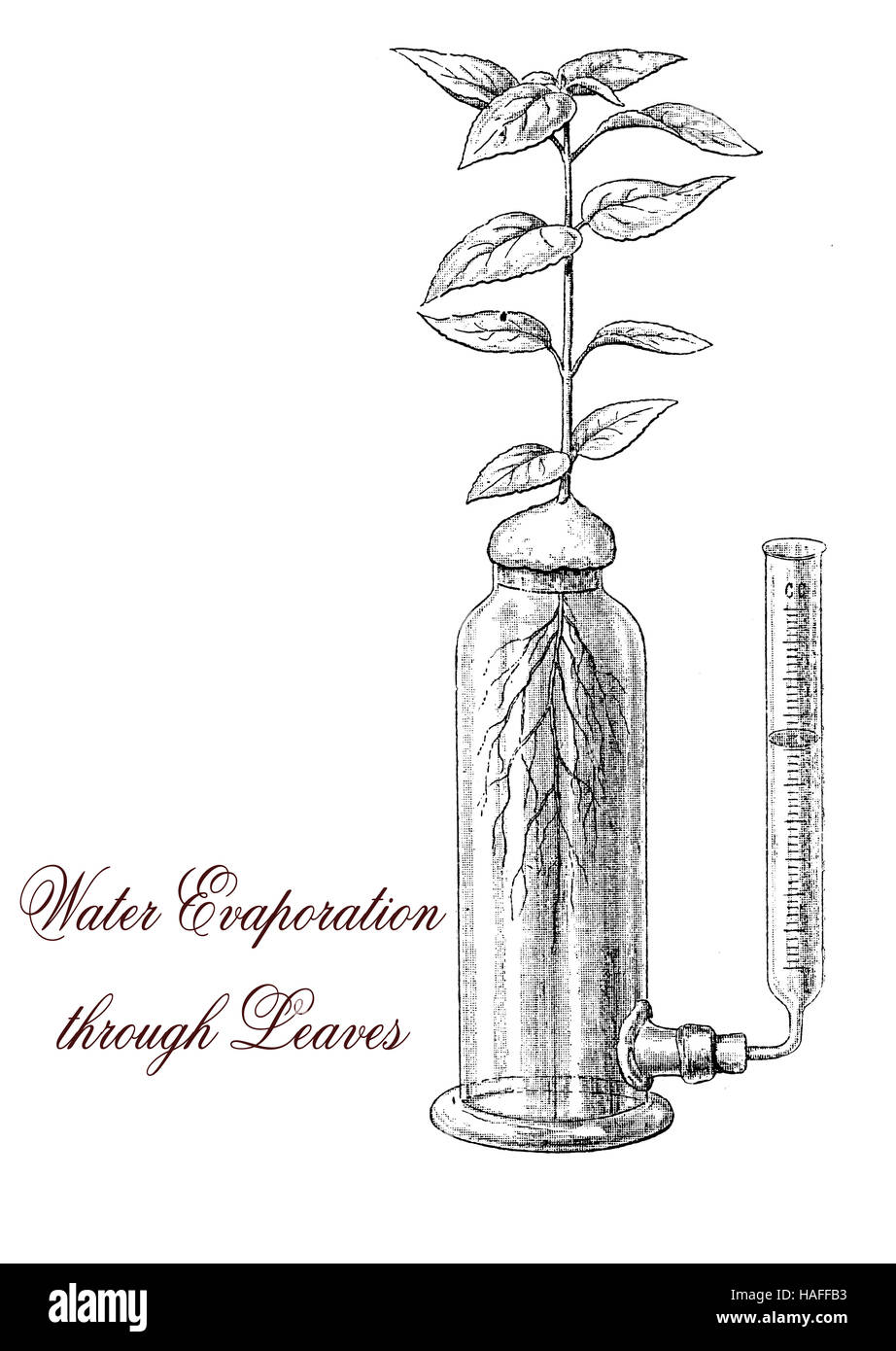 Plant transpiration is a process of water evaporation through leaf