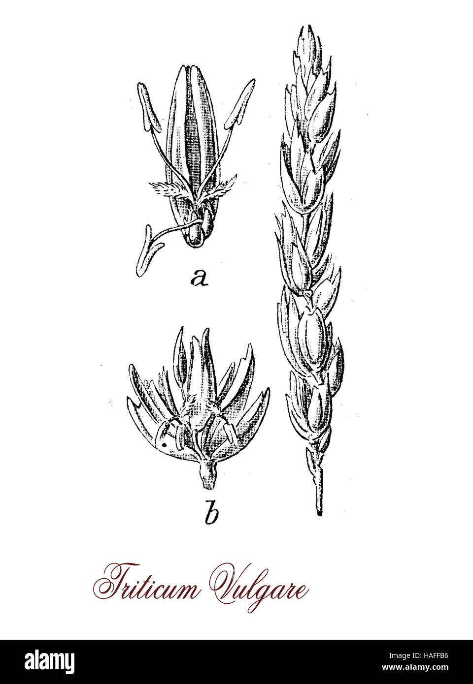 Wheat harvest historical hires stock photography and images Alamy