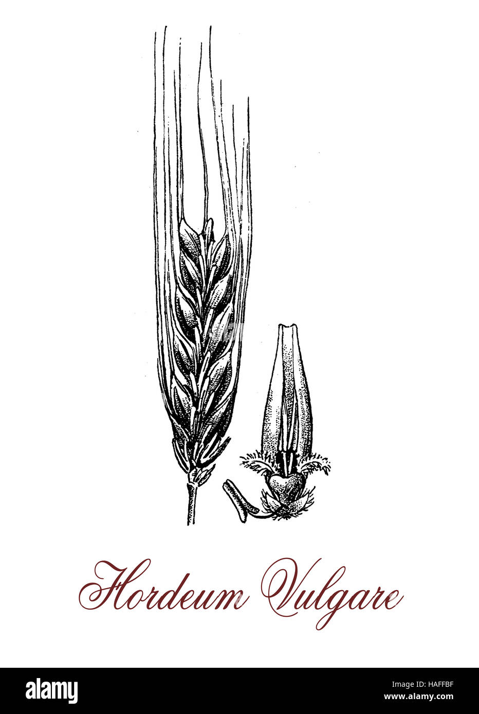 Barley is a grain cereal used as animal fodder and human food as whole