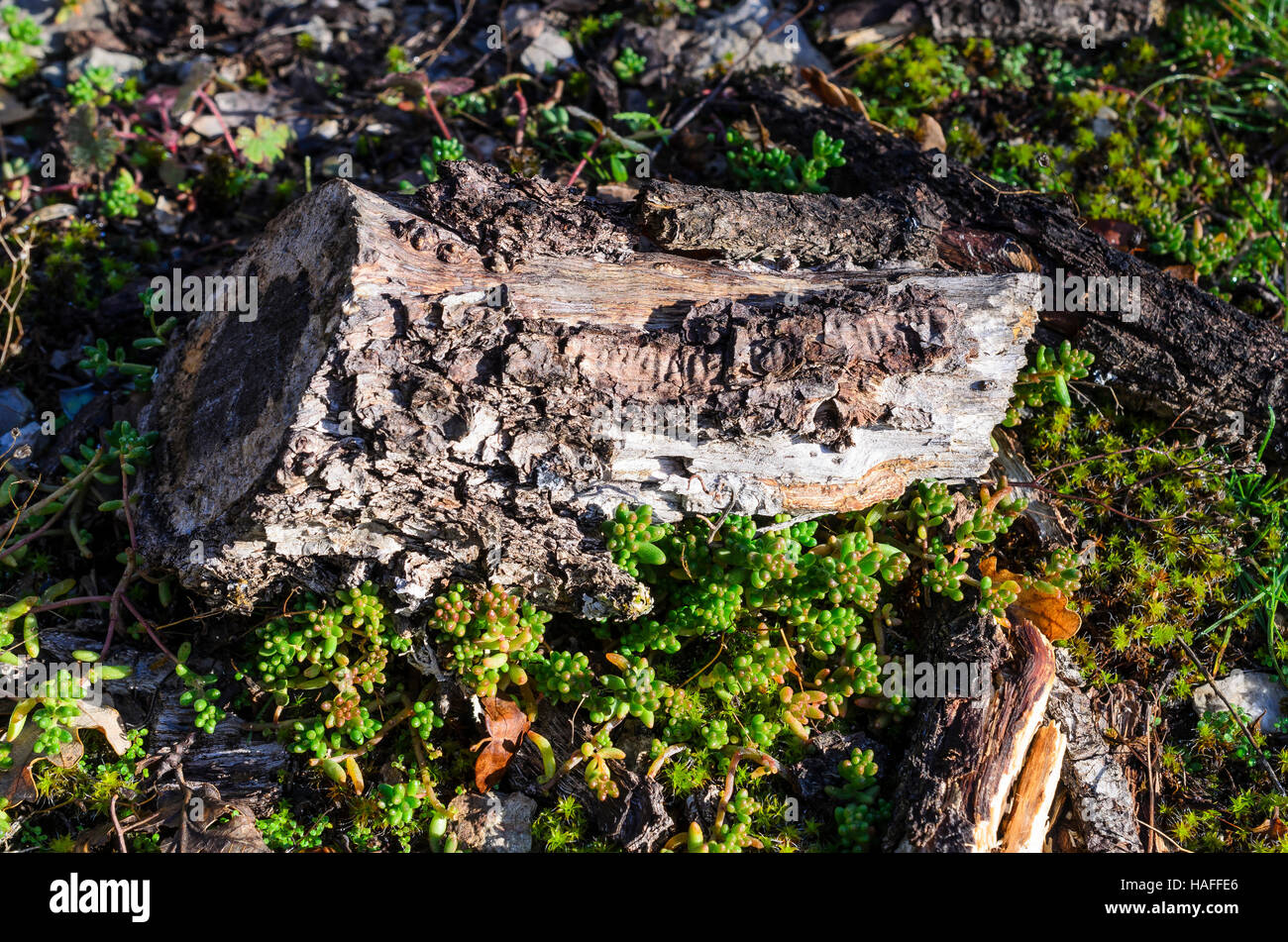 Souche et détail, forêt de Sainte Baume, Var, France Stock Photo - Alamy