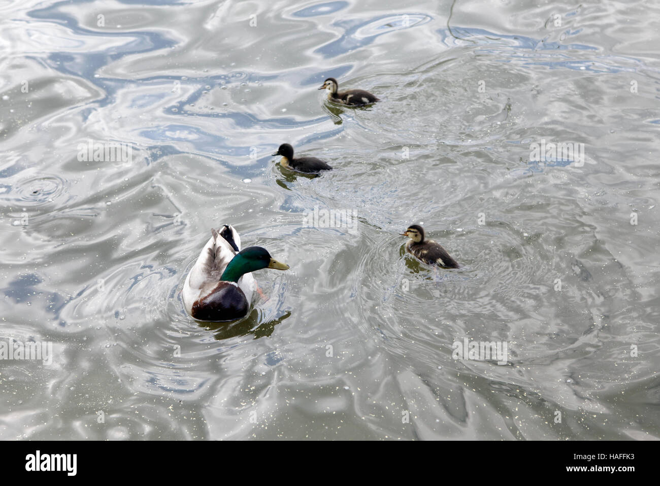 Ducks and little duckies swimming together. Stock Photo