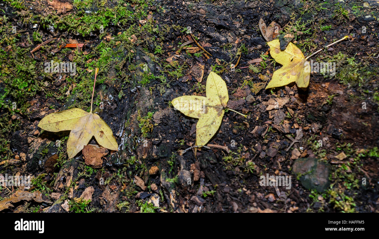 Feuilles mortes, forêt de Ste Baume, Var, France Stock Photo