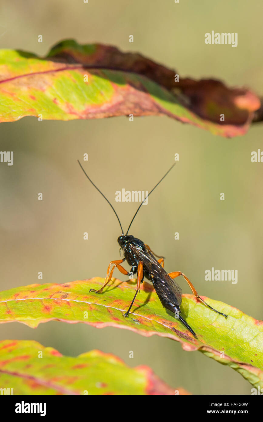 Female parasitic wasp of the Ichneumons species -  Buathra laborator found at Whisby Nature Park, Lincolnshire, UK Stock Photo