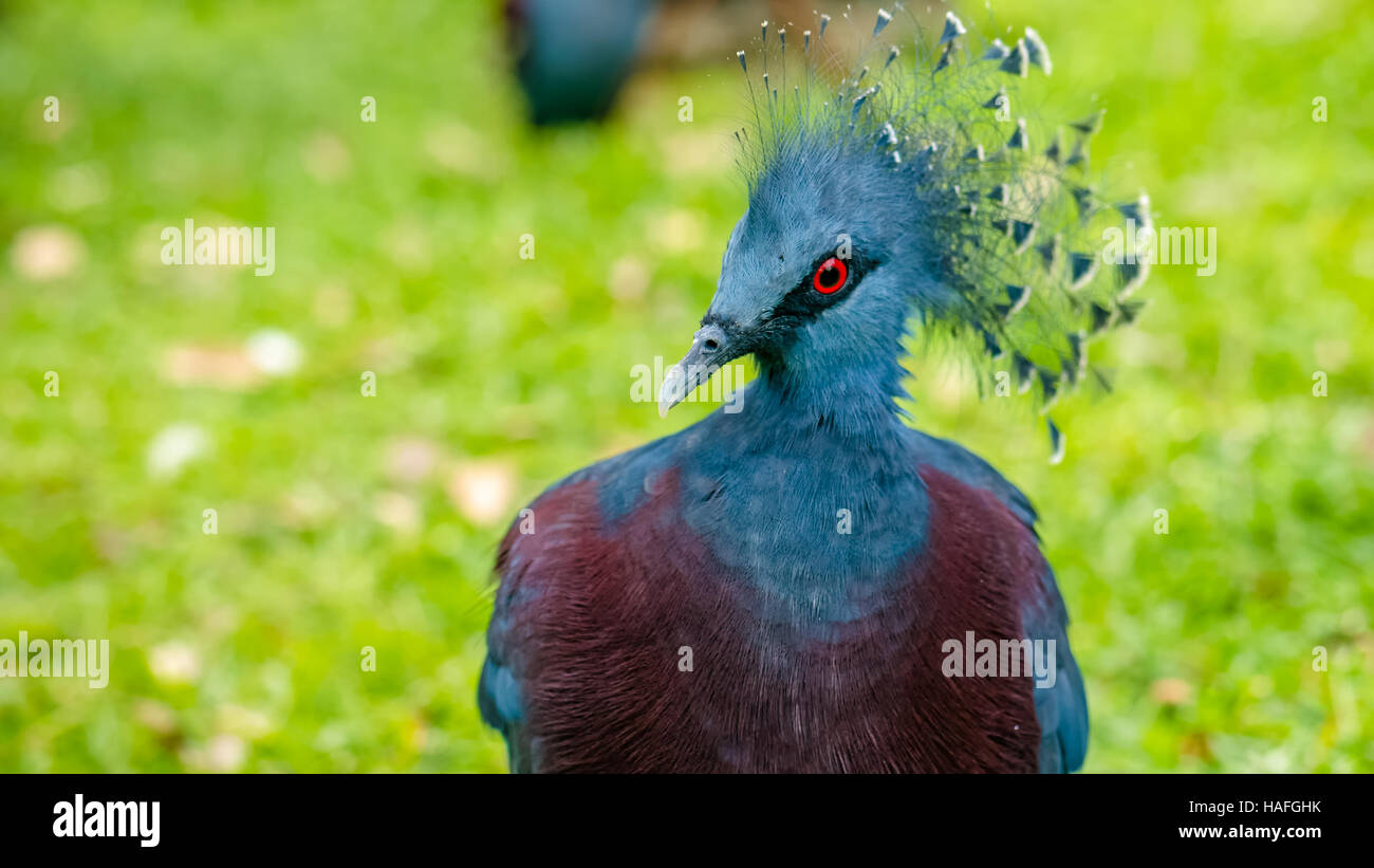 Victoria Crowned Pigeon , Goura bird with green grass on background Stock Photo
