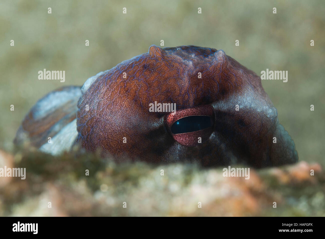 SCOTTBURGH, SOUTH AFRICA. 7 July 2016. An Octopus peeks over a rock in the tidal pool near Scottburgh, South Africa. Stock Photo