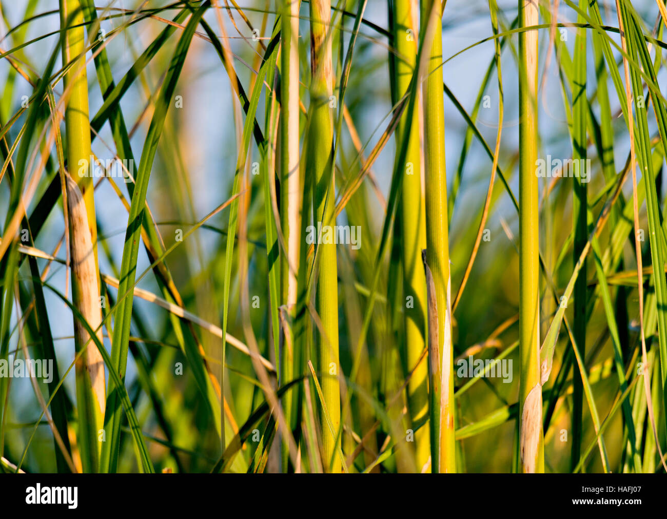 Close up of grasses Stock Photo