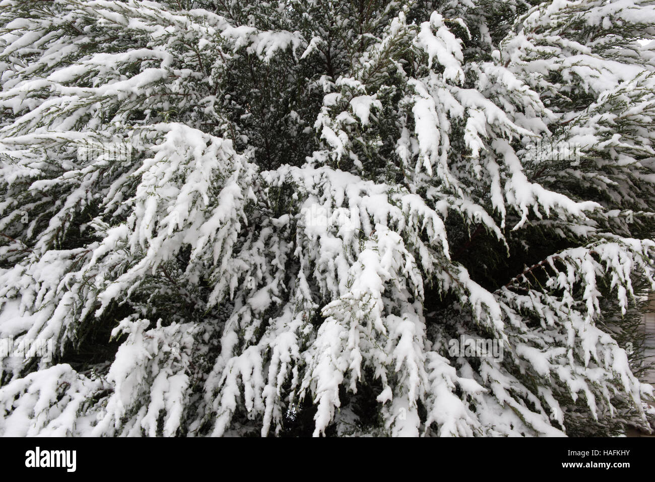 branch under heavy snow Stock Photo - Alamy
