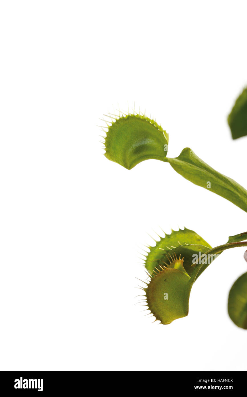 Venus Flytrap (Dionaea muscipula) Stock Photo
