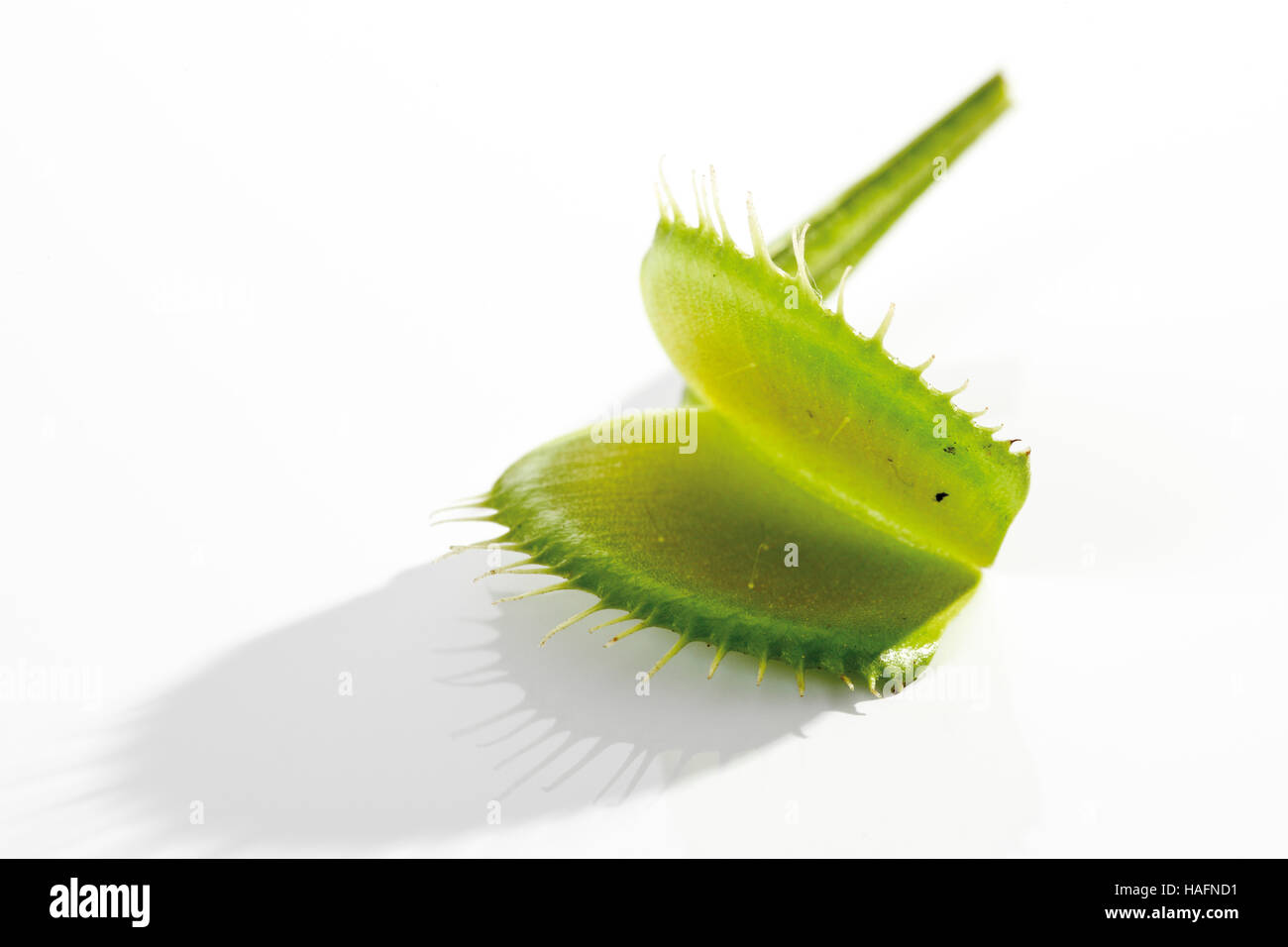 Venus flytraps hires stock photography and images Alamy
